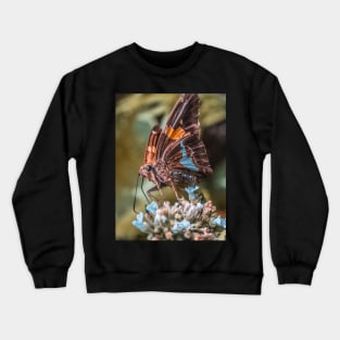 Beautiful Resting Butterfly. Macro Photograph Crewneck Sweatshirt